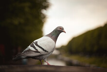 Pigeon On A Ledge