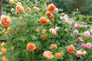 Wall Mural - rich orange-red rosebuds open in cup-shaped flowers. lovely bush of english roses in the summer gard