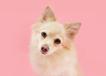 Portrait Pomeranian Puppy Dog Tilting Head Side. Isolated On Pink Pastel Background