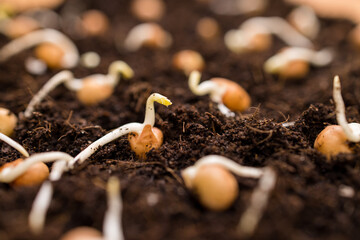 Canvas Print - Seed planting on the soil