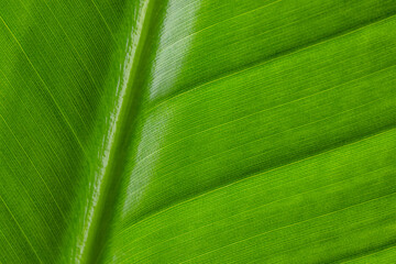 Poster - Green leave texture pattern close up