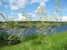 Summer Landscape Ears Of Grass Against Green Nature, Blue Lake And Fine Sky.