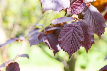 Wall Mural - Purple hazel leaves - Latin name - Corylus maxima Purpurea