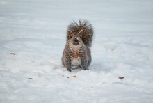 Eastern Gray Squirrel On Snow During Winter