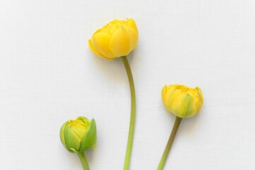 Wall Mural - a horizontal shoot of yellow ranunculus buds on white background