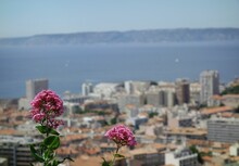 Closeup Shot Of Two Pink Flowers With The City Of Marseilles Blurred In The Background In France