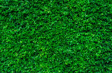 Wall Mural - small green leaves in hedge wall texture background. closeup green hedge plant in garden. eco evergr