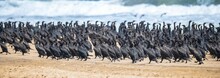 Namibia, Cormorants On The Shore