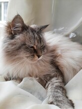 Vertical Shot Of A Beautiful Fluffy Siberian Cat Lying On A White Cloth Against A Window Background