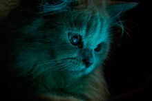 Fluffy Cat Watching Something Curiously On The Screen In The Darkness