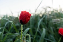 Solitary Red Poppy In A Green Field
