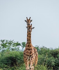 Wall Mural - Vertical shot of two adorable giraffes in safari of Uganda, Africa