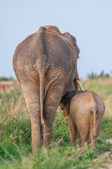 Poster - Vertical shot of cute elephants captured from the back in safari of Uganda, Africa