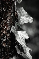 Vertical shot of ivy leaves on a tree trunk in infrared