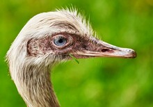 Closeup Shot Of A Blue-eyed Ostrich Or Struthio Camelus On Green Background