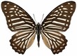 Graphium macareus butterfly specimen