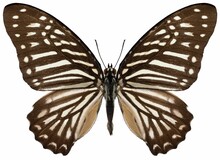 Graphium Macareus Butterfly Specimen