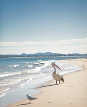 Pelican And Seagulls On The Sandy Beach With The Ocean Foaming Waves In Nelsons Bay NSW