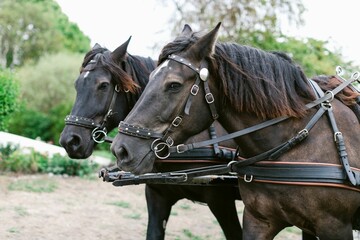 Wall Mural - Closeup shot of beautiful dark brown horses with with blinders and harness