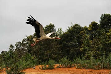Giant stork flying in a forested area under a cloudless sky