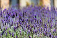 Selective Focus Shot Of Purple Lavender Bush In The Field