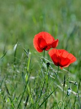 Two Red Poppy Flowers On The Green Meadow