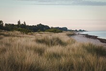 View Of A Field With Dry Yellow Grass On The Beach In Denmark