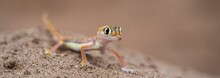 A Namib Sand Gecko In The Desert