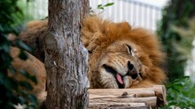 Closeup Shot Of A Sleeping Lion On The Blurry Background