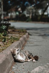 Poster - Street cat lying in the sun