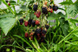 Jeżyny, dojrzewające jeżyny,  krzewy jeżyn, leśne owoce, dojrzewające owoce, Blackberries, ripening blackberries, blackberry bushes, forest fruits, ripening fruits,