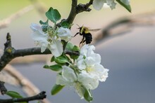 Selective Focus Shot Of A Bumblebee Collecting Pollen