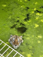 Canvas Print - Vertical closeup of the tiger swimming on the water surface with green pond scum.