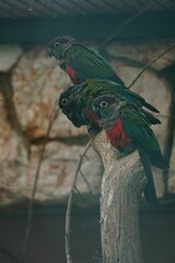 Poster - Crimson-Bellied Parakeet With Blurry Backg