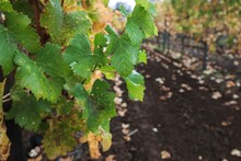 Selective Focus Of A Vine In The Groot Constantia Wine Farm In Cape Town In The Early Morning Mist