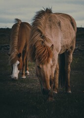 Canvas Print - Closeup shot of beautiful brown horses in the field