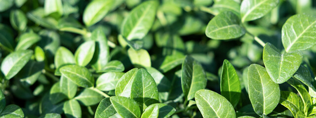 Full Frame Green plant periwinkle, leaves foliage nature background, top view. Fresh garden abstract foliage