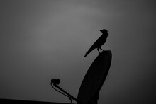 Silhouette Of Bird Standing On Antenna In Dark Background