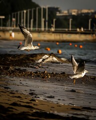 Poster - Beautiful view of seagulls flying on the beach