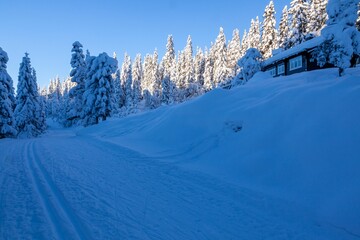 Sticker - Beautiful winter landscape with snowy rural path surrounded by trees.