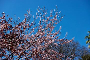colorful blooming almond tree branch in blue sky background