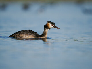 Poster - Great-crested grebe, Podiceps cristatus,