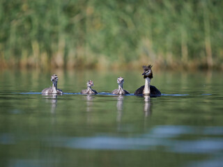 Poster - Great-crested grebe, Podiceps cristatus,