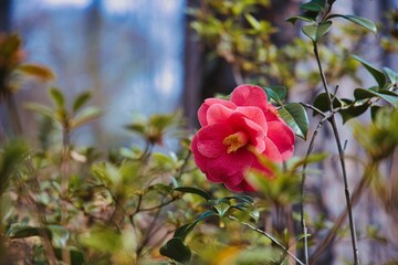 Canvas Print - Pink Camellia sasanqua flower and green leaves.