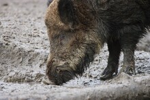 Closeup Shot Of An Adult Boar Sniffing The Dirty Ground At A Farm