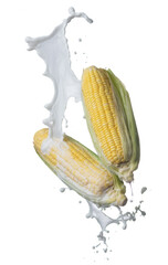 Sticker - Fresh corn with milk splash flying on air isolated on white background