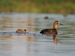 Wall Mural - Northern pochard, Aythya ferina,