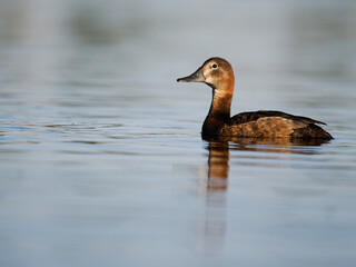 Poster - Northern pochard, Aythya ferina,