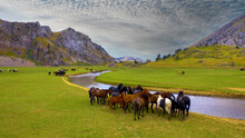 Panoramic View Of A Group Of Horses In A Mountain Meadow