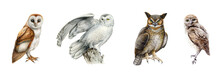 Various Owls Watercolor Set. Hand Drawn Barn Owl, Snowy, Burrowing, Great Horned Owl On White Background. Forest Wildlife Avians